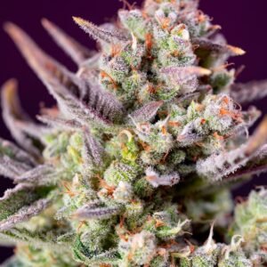 Sweet Seeds - Sweet Zenzation XL Auto®