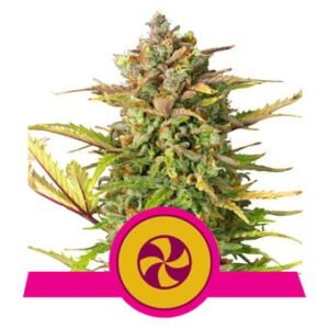 Royal Queen Seeds - Sweet ZZ