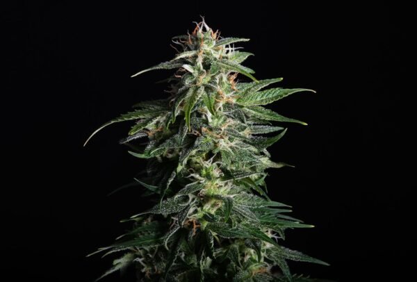 Kannabia - Swiss Dream CBD AUTO