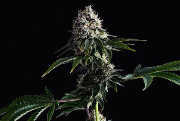 Kannabia - Swiss Dream CBD