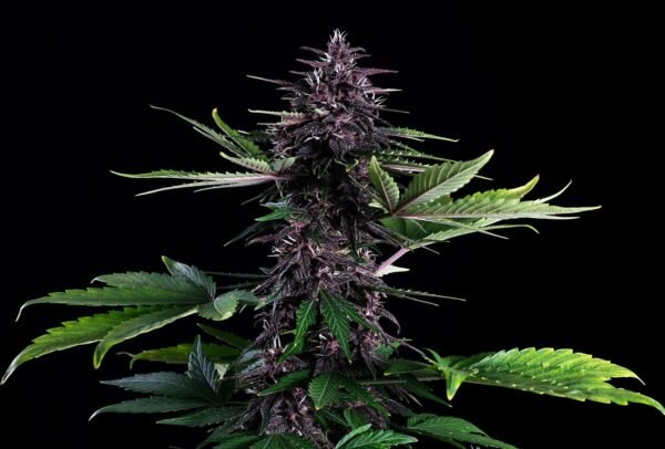 Kannabia - Swiss Dream Rose CBD AUTO