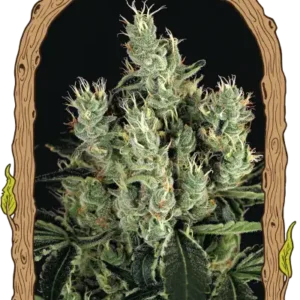 Exotic Seeds - Tangerine Band