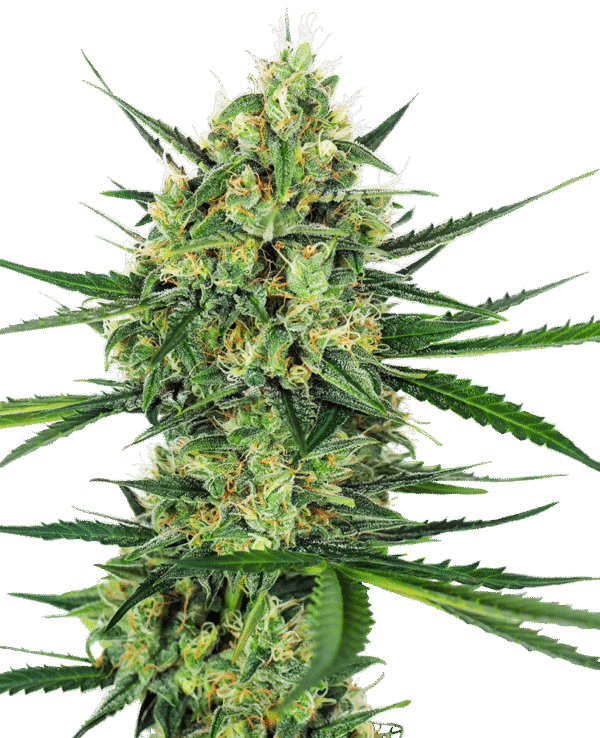 Sensi Seeds - Tangerine Sugar Feminized