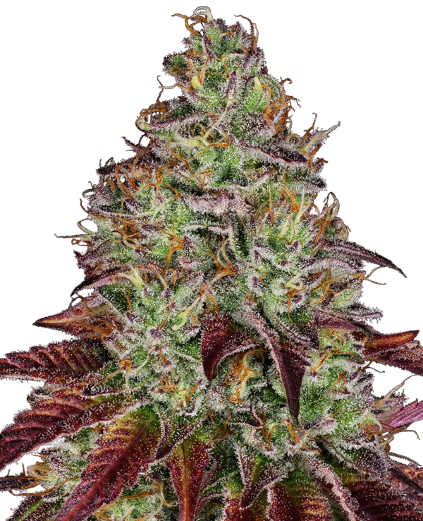 Sensi Seeds Research - Tezla OG Feminized