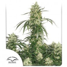 Dutch Passion - The Ultimate®