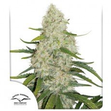 Dutch Passion - Auto Think Big®