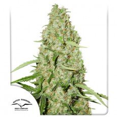 Dutch Passion - Think Fast®