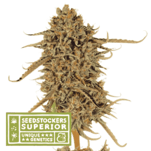 Seed Stockers - Thunder Banana® Fem