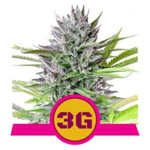 Royal Queen Seeds - Triple G