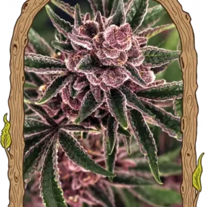 Exotic Seeds - Tropical Fuel