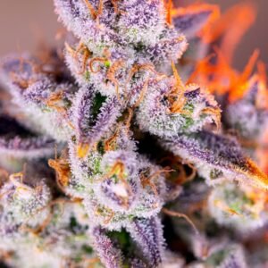 Sweet Seeds - Tropicanna Poison XL Auto®