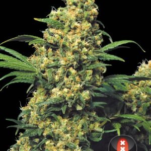 Serious Seeds - Warlock