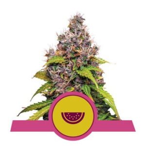 Royal Queen Seeds - Watermelon