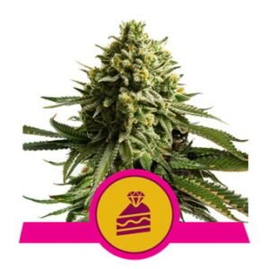 Royal Queen Seeds - Wedding Cake