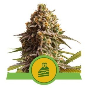 Royal Queen Seeds - Wedding Cake Auto