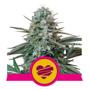 Royal Queen Seeds - Wedding Crasher
