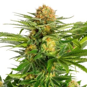 Kannabia - White Domina