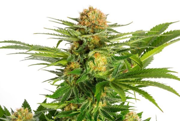 Kannabia - White Domina