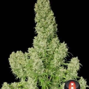Serious Seeds - White Russian
