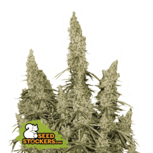 Seed Stockers - White Widow Auto