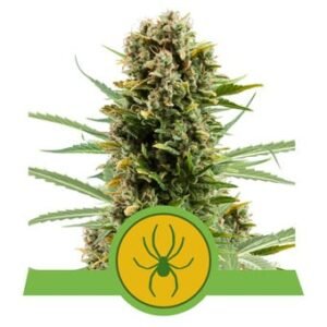 Royal Queen Seeds - White Widow Auto