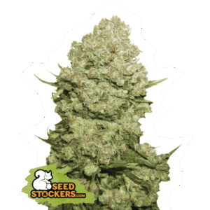 Seed Stockers - White Widow Fem