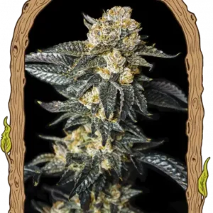 Exotic Seeds - Zkittaberry Auto