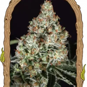Exotic Seeds - Zkittalicious